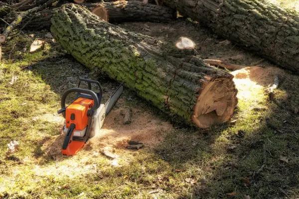 Top Tree Removal Company Near Me for Fast Emergency Help