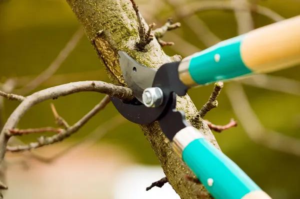 Tree Wise Men Tree Pruning Services to Promote Healthy Tree Growth