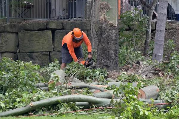 Certified Tree Experts Delivering Outstanding Service