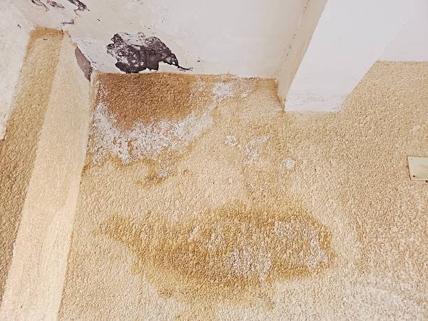 Expert Water Damage Restoration Chicago to Protect Your Property from Further Damage